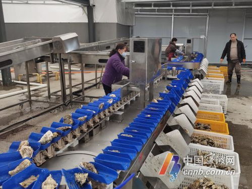 寧波人自己的專業生蠔清洗加工廠 人事勞動代理服務助力產業升級